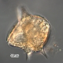 Protoperidinium depressum