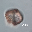 Protoperidinium obtusum