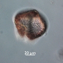 Protoperidinium obtusum