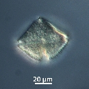 Protoperidinium subinerme