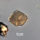 Protoperidinium subinerme