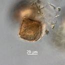 Protoperidinium subinerme