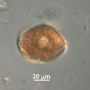 Protoperidinium thorianum