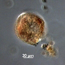 Protoperidinium thorianum