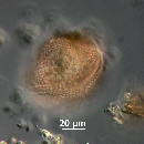 Protoperidinium thorianum