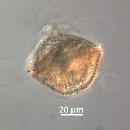 Protoperidinium thorianum