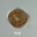 Protoperidinium thorianum