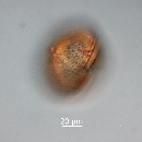 Protoperidinium thorianum