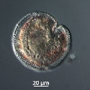 Protoperidinium thorianum