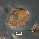 Protoperidinium thorianum