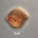 Protoperidinium thorianum