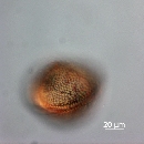 Protoperidinium thorianum