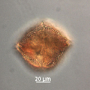 Protoperidinium thorianum