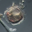 Protoperidinium thorianum