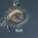 Protoperidinium thorianum