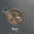 Protoperidinium thorianum