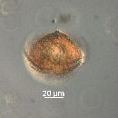 Protoperidinium thorianum