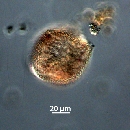 Protoperidinium thorianum