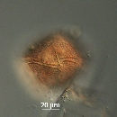 Protoperidinium thorianum