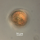 Protoperidinium thorianum