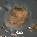 Protoperidinium thorianum