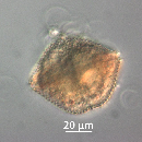 Protoperidinium thorianum