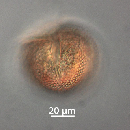 Protoperidinium thorianum