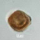 Protoperidinium thorianum