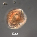 Protoperidinium thorianum