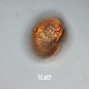 Protoperidinium thorianum