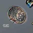 Protoperidinium ovatum