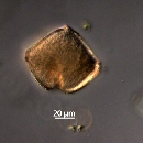 Protoperidinium subinerme