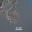 Protoperidinium steinii