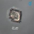 Protoperidinium subinerme