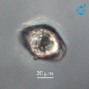 Protoperidinium subinerme