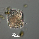 Protoperidinium obtusum