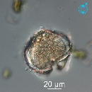 Protoperidinium obtusum