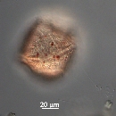 Protoperidinium thorianum