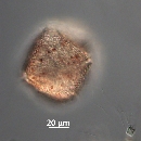 Protoperidinium thorianum