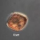 Protoperidinium thorianum