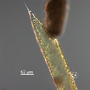 Rhizosolenia styliformis