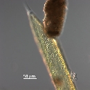 Rhizosolenia styliformis