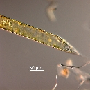 Rhizosolenia styliformis