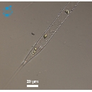 Rhizosolenia hebetata  f semispina