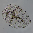 Doliolum