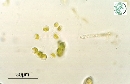 Dictyosphaerium