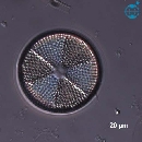 Actinoptychus senarius