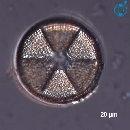 Actinoptychus senarius