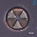 Actinoptychus senarius