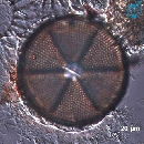 Actinoptychus senarius